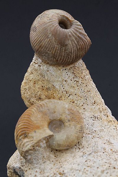 Ammoniten 3524